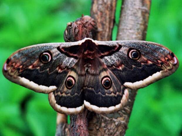 бабочка Павлиноглазка
