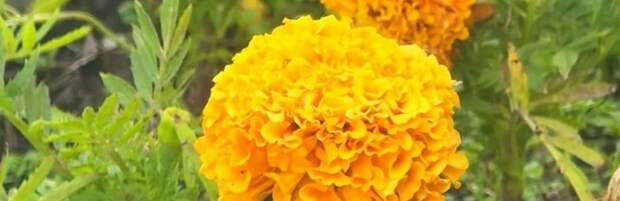 В Караганде высадят более миллиона цветов