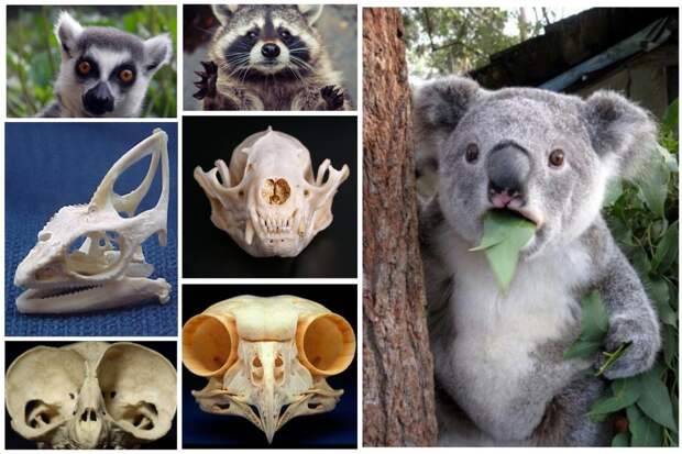 15 милых животных, чьи черепа как будто созданы для фильмов ужасов животные, интересное, природа, строение, таксидермист, факты, черепа