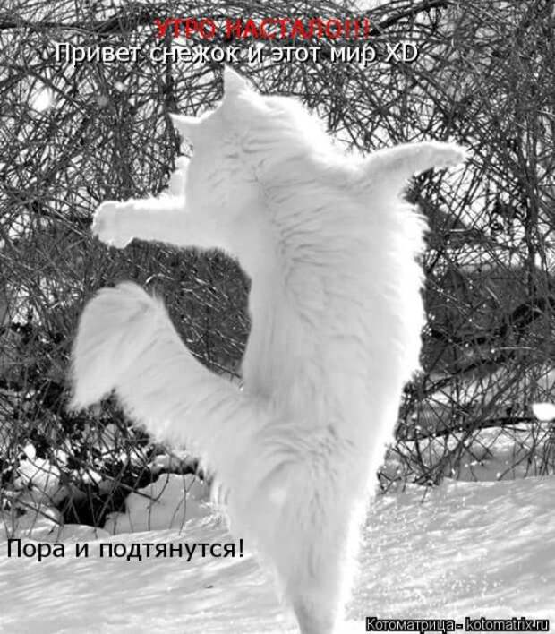 Лучшие котоматрицы недели (50 фото)