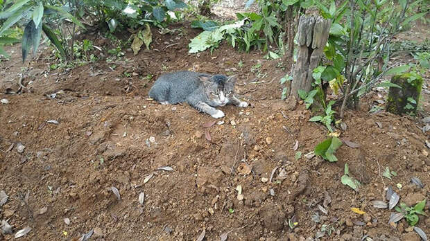 grieving-cat-spends-year-owner-grave-4