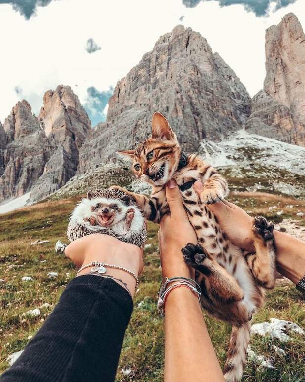 Очаровательные фотохроники приключений необычных друзей — ежика и кошки