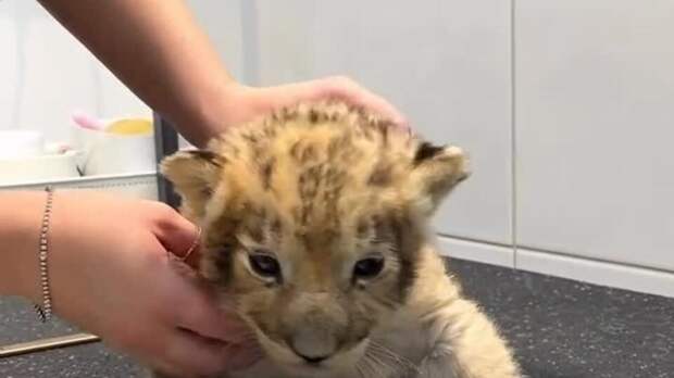 Петербуржец привез львенка в груминг-салон на стрижку когтей