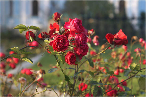 Розы – любовь миллионов садоводов по всему миру. Но, чтобы любовь была взаимной, стоит  внимательно ухаживать за растениями — "Королева сада" известна своими капризами. Фото для заметки взяты из общего доступа.