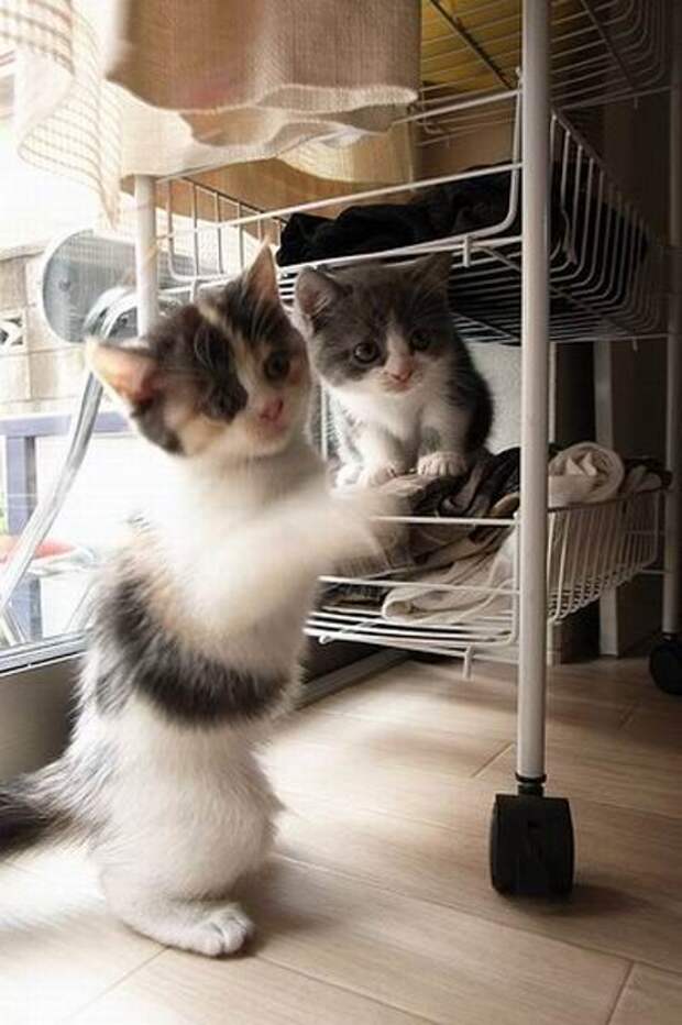My sister cat 2. Кошка брат. Котята братья. Котята брат и сестра. Сёстры коты.