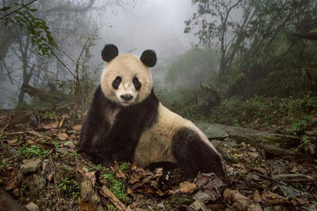 3. 16-летняя панда Е-Е на территории заповедника Волун, Китай. national geographic, журнал, мир, фотография