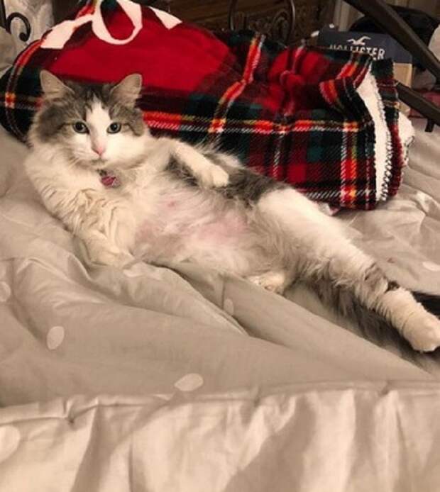 Кошка вытянула лапу Кошка отдыхает