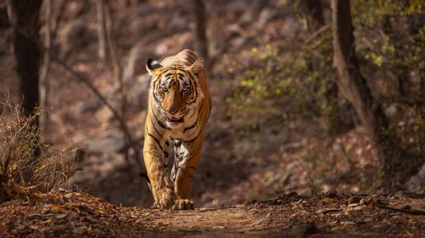 В лесу нашли голову жертвы тигра