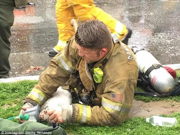Пожарный реанимировал маленькую собаку с помощью искусственного дыхания «рот-в-рот» добро, животные, люди, собака, спасение