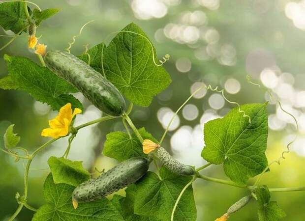 Подкармливаем огурцы так и они завалят урожаем и увеличится срок плодоношения