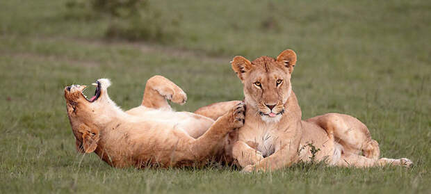 Comedy Wildlife Photo Awards Shortlist