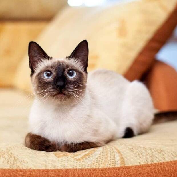 5 кошек, которые преданы своему хозяину не меньше, чем собаки