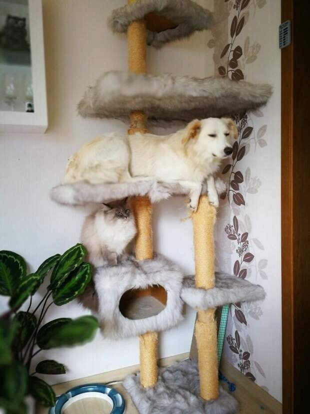 Эти милые пёсики думают, что они - котики