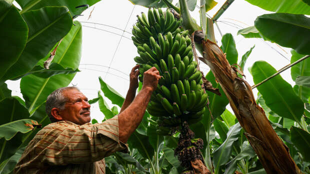 Глава Минсельхоза Лут сообщила о строительстве первой банановой теплицы в России