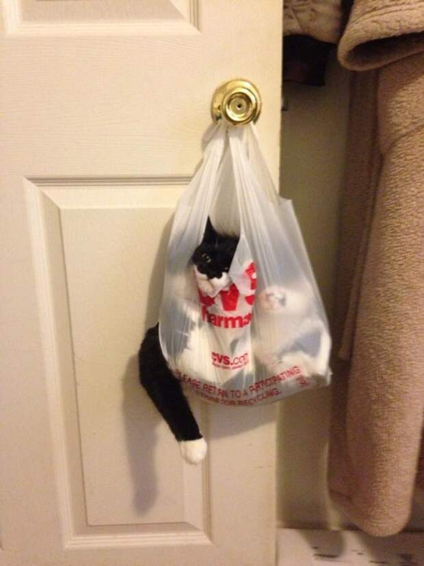 Коты попавшие в непростую жизненную ситуацию кот, подборка, фото