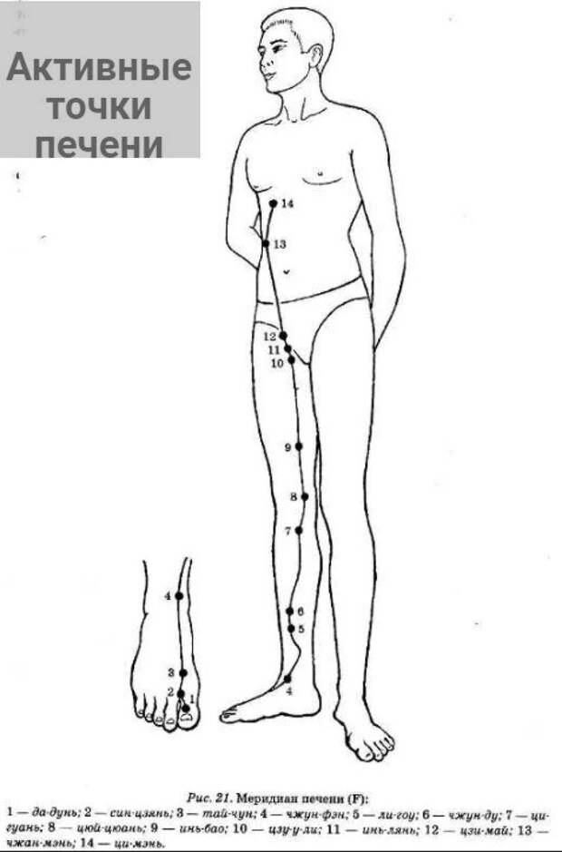 Активные точки канала печени. Первичная иллюстрация - из открытых источников. Надпись добавлена в фоторедакторе