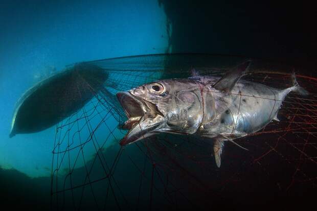 17 фотографий победителей фотоконкурса Underwater Photographer of the Year