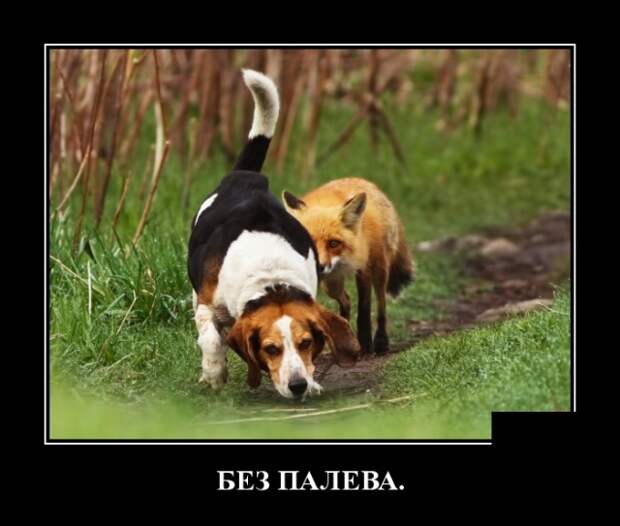 Демотиваторы (30 фото)