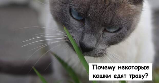 Почему некоторые кошки едят траву