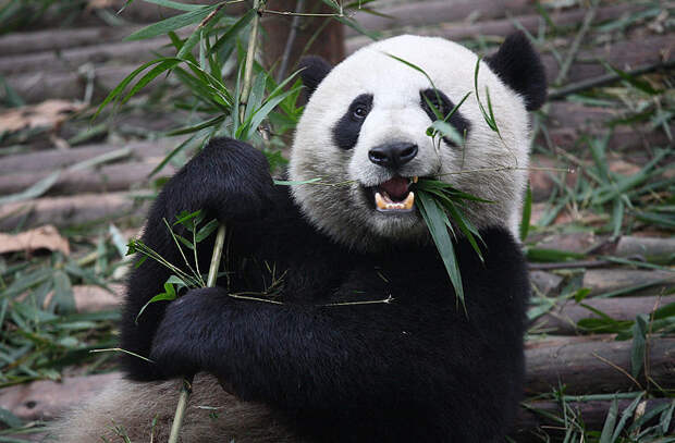 Большая панда животные, ритуал