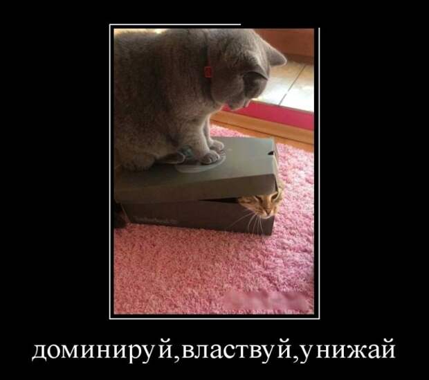 Демотиваторы