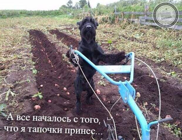 Тапочки