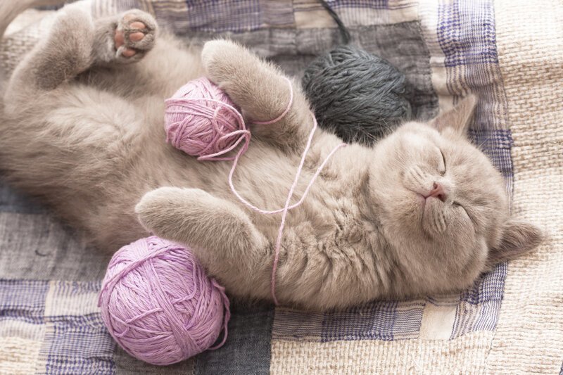 Правда ли, что коты не умеют скучать? дом, зоология, коты, кошка, почемучка, психология, факты