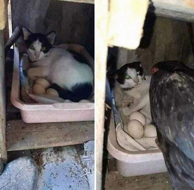 Забавные животные на снимках для поднятия настроения