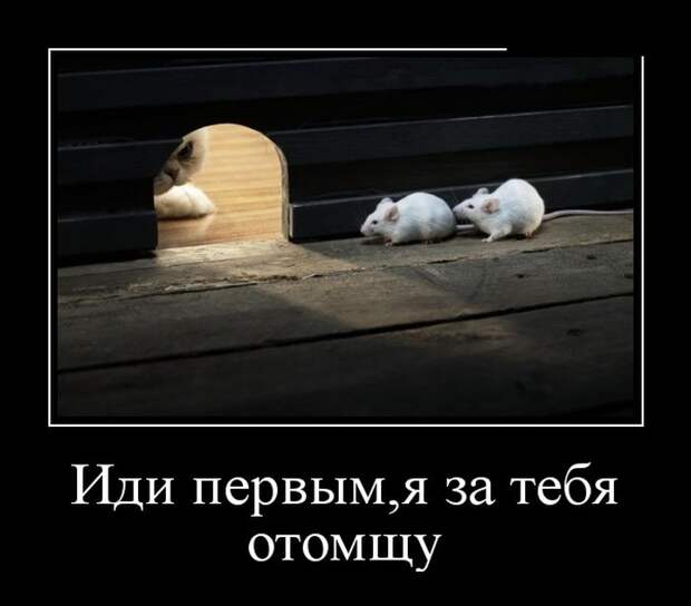Подборка классных демотиваторов № 156