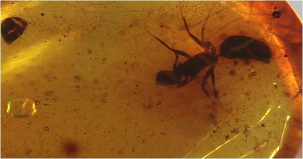 Балтийский янтарь, который стал загадкой для учёных