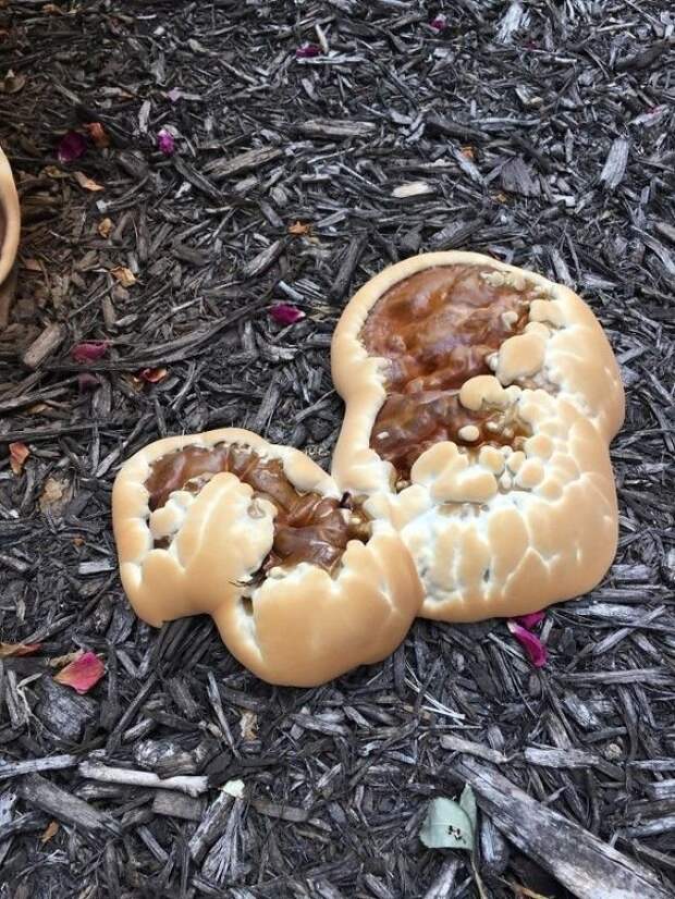 Похоже на аппетитные печенья, но в реальности - несъедобные грибы интересно, не еда, несъедобное, поразительно, странные сближенья, съедобное, удивительно, удивительное рядом