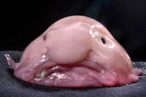 Blobfish