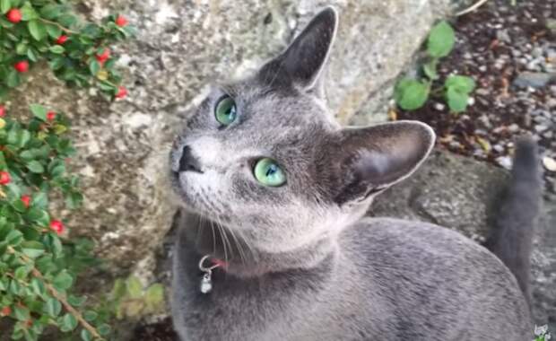 Самая умная порода кошек