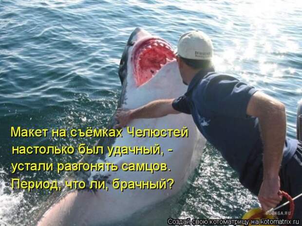Лучшие котоматрицы недели (50 фото)