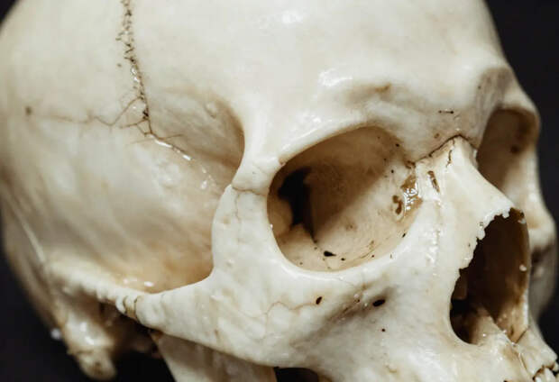 Находка в Болгарии может изменить подход к изучению истории эволюции