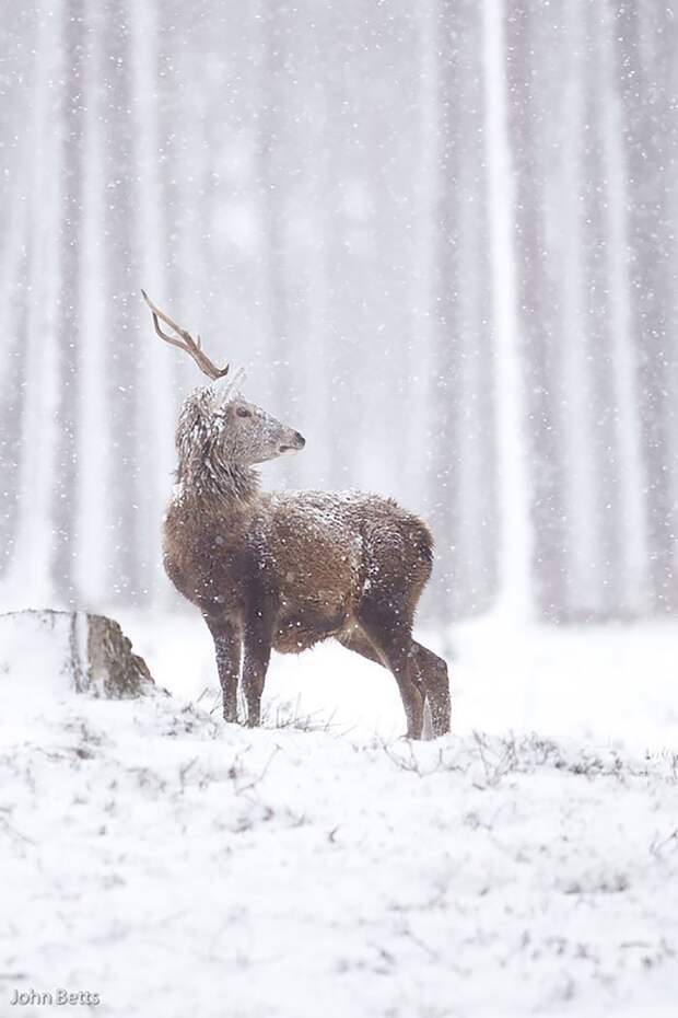 13. животные, мир, олень, природа, фотограф, фотография, шотландия