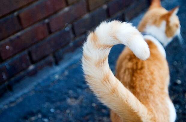 http://www.ru-cats.ru/uploads/images/00/00/07/2014/01/24/049a3a.jpg