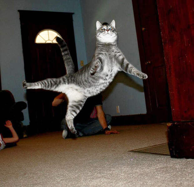 7 секунд - полёт нормальный кот, подборка картинок, фото