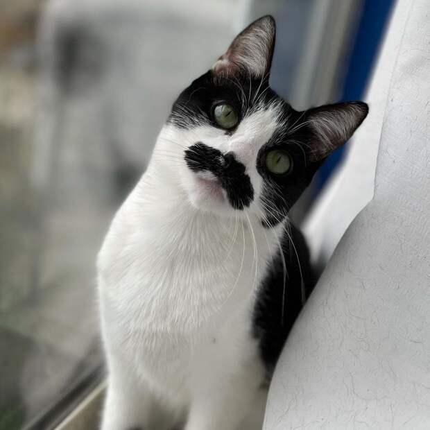 Кошка с усами как у Супер Марио стала новой звездой Instagram (ФОТО) Кошка с усами как у Супер Марио стала новой звездой Instagram (ФОТО)