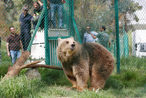 Чудом выжившие лев и медведица из зоопарка Мосула отвезены на реабилитацию в Иорданию