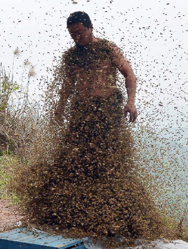 Вы удивитесь, когда узнаете, зачем этот человек ходит в костюме из пчел опасно, пчелы, фото
