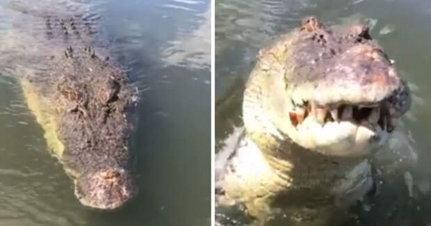 Пятиметровый крокодил щелкнул челюстями в нескольких сантиметрах от его лица гигант, животные, зубы, крокодил, ужас, челюсти
