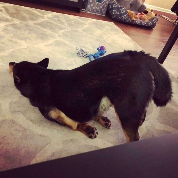 Shiba.exe перестал отвечать Shiba.exe перестал отвечать