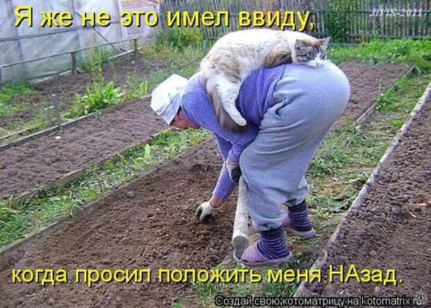 Приколы в котоматрице 21