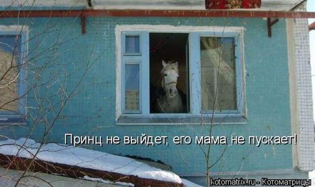Лучшие котоматрицы недели (50 фото)