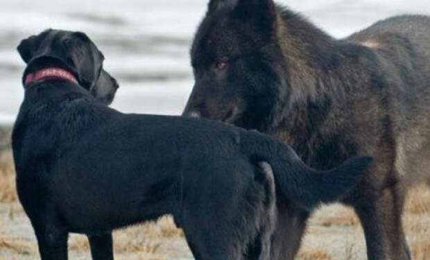 Огромный волк вплотную подошел к собаке: хозяину оставалось лишь наблюдать