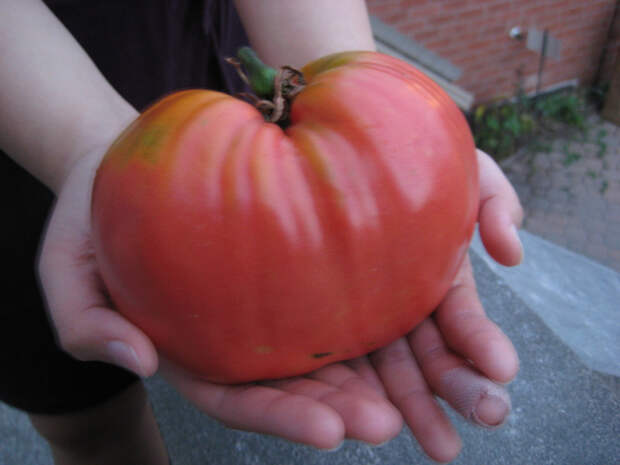 Действительно большой помидор. огород, самые большие овощи, урожай