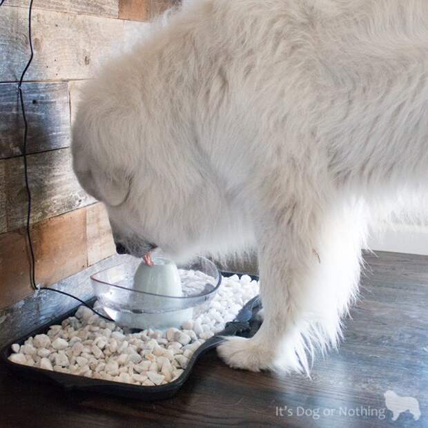 With far too many pets suffering from dehydration, especially during the summer months, we wanted to bring attention to National Pet Hydration Month. With the help of our pals over at PetSafe we were able to transform our mucky water bowl area to a beautiful home accent that even I want to drink out of!