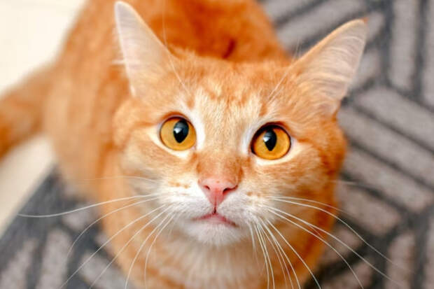 В Дагестане кот помог ювелиру набрать 13 млн просмотров в соцсетях