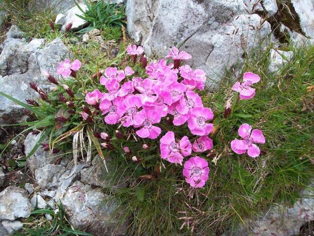 Гвоздика альпийская фото (лат. Dianthus alpinus)